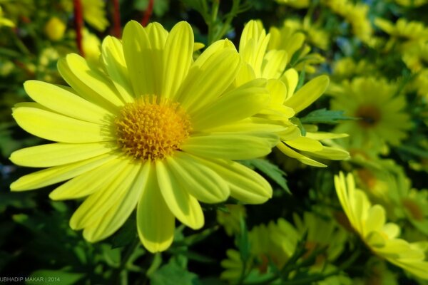 Chamomile in a large field