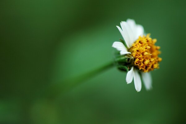 Un bel fiore sul lato destro