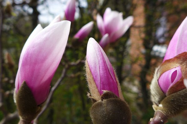 Fresh flowers of a beautiful magnolia