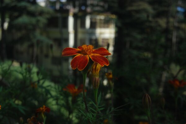 Outono flor beleza da natureza