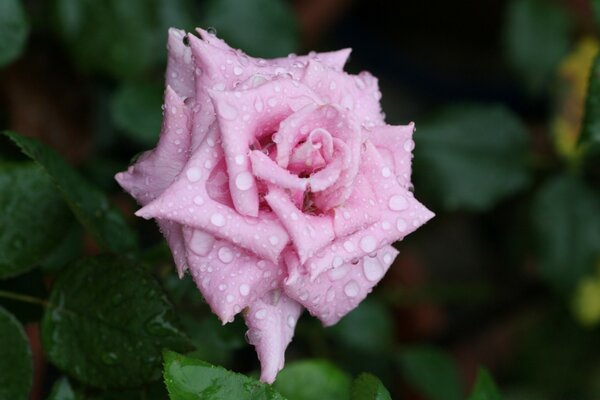 La belleza de la naturaleza - flor de rosa