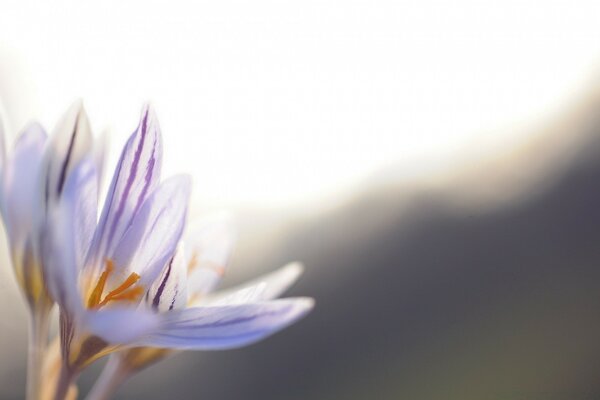 Macro photography. Blurred background. Lilac flower