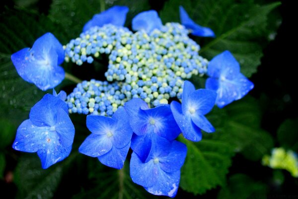 Fleurs bleues avec des feuilles vertes