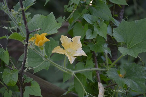 Fleurs, naissance de légumes juteux