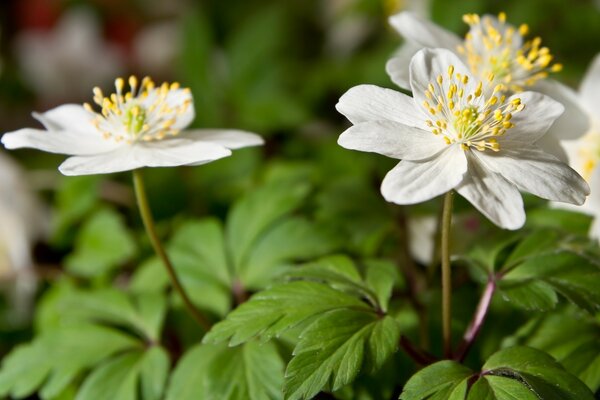 Fleurs blanches sur fond vert