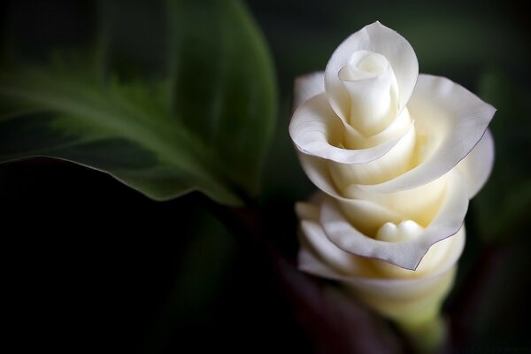 Una rosa blanca que puede ser más tierna