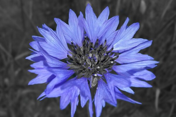 Blaue Blume aus kleinen Blüten