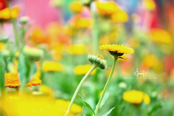 Muchas flores de color amarillo anaranjado