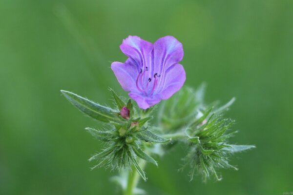 Una flor silvestre de cerca