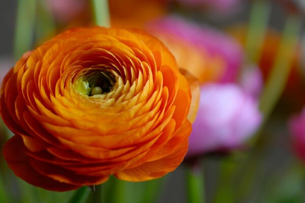 Une belle fleur s épanouit dans le jardin