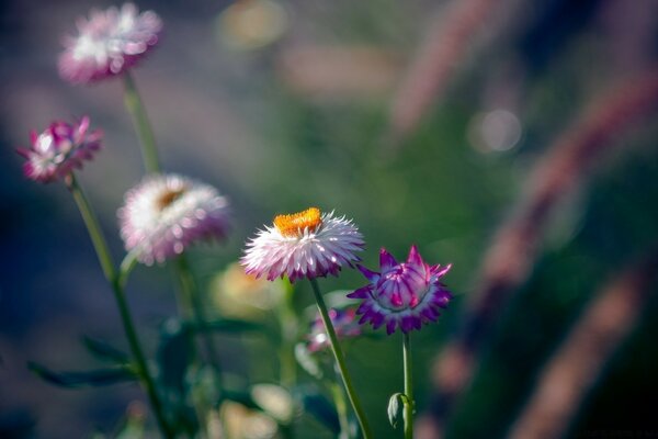 Im Sommer blühten schöne Blumen