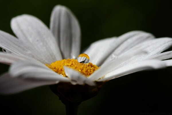 Kamillenblume auf schwarzem Hintergrund