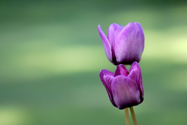 Zwei Blumen in einem sauberen Feld