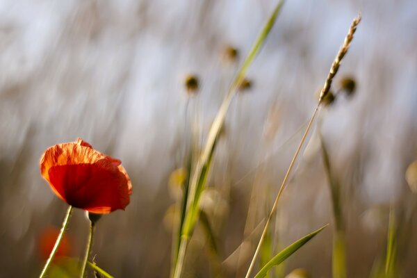 Poppy flower close-up