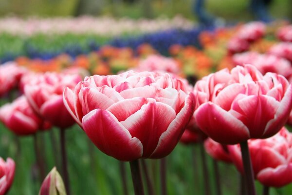 Huge fields of multicolored roses