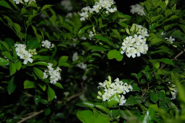 Bourgeons blancs sur les buissons de verdure