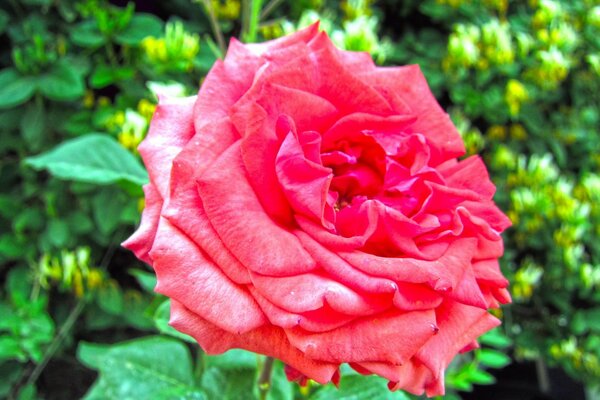 La rosa è un fiore di incredibile bellezza