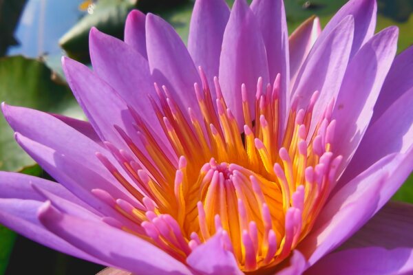 Flor de loto de color lila