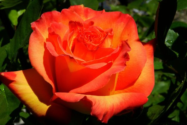 Orange rose full screen