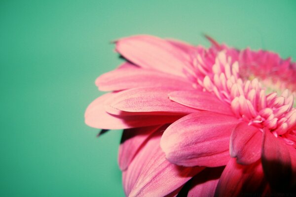 An unusual pink flower on a green field