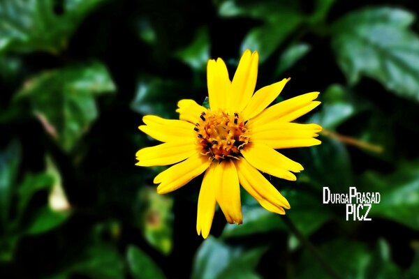 Yellow flower on a background of leaves