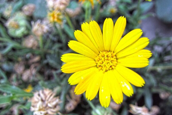 Yellow flower bloomed flora