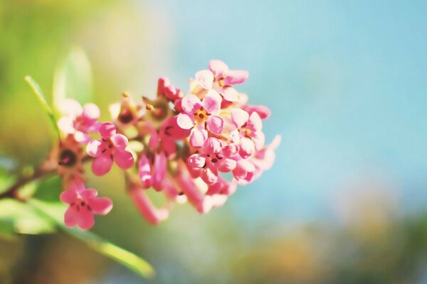 Fleurs roses sur fond flou