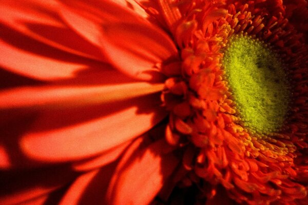 Beautiful red flower flora