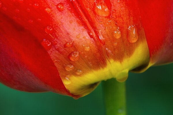 Morning dew on a red flower