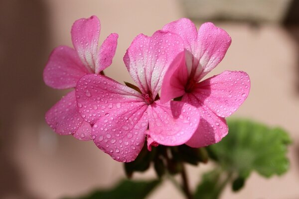 Doucement fleur rose macro tir