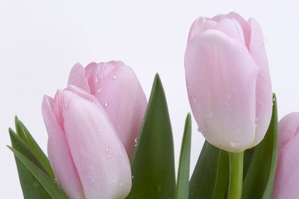 Pink tulips on a white background