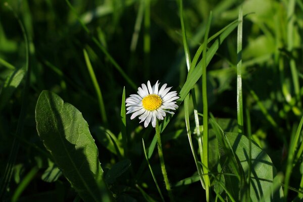 White chamomile on a background of leaves