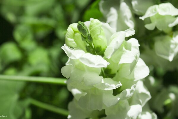 Makroaufnahme der sommerlichen Natur