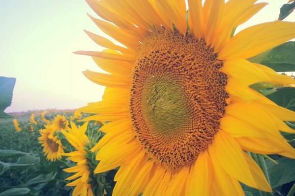 A field of sunflowers grow in summer