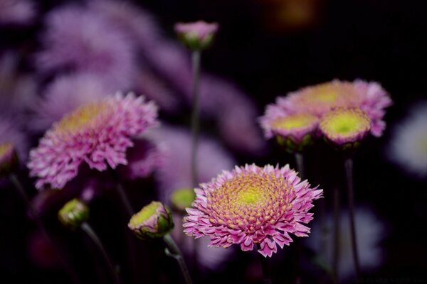 Purple flowers in nature