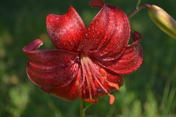 Red flower on a green background