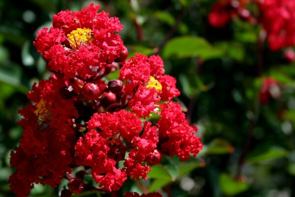 Fleurs rouges sur fond vert