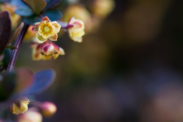 Flowers on a blurry blue background