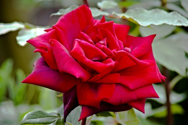 Burgundy rose close-up