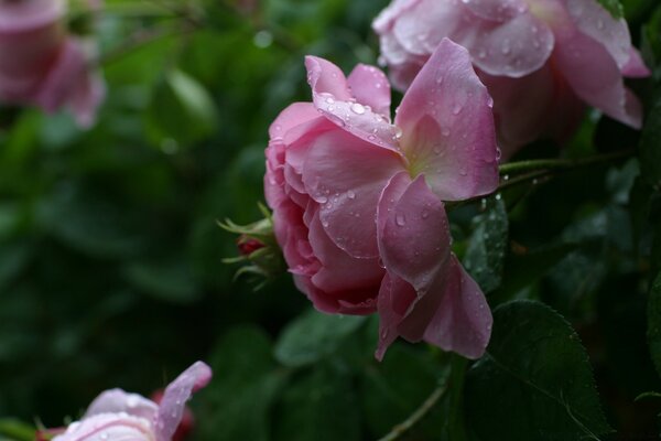 Roses in the garden. Dew drops on the petals of garden roses. Nature