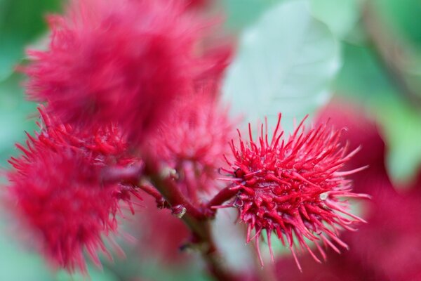 Flor vermelha ao ar livre