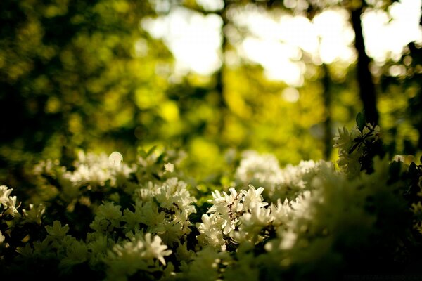 Fleurs blanches sur fond de forêt