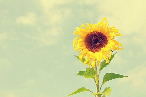 Macro photography. Tall sunflower. Nature