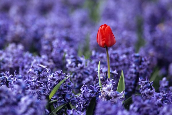 Doğada ve bahçede flora lale çiçeği