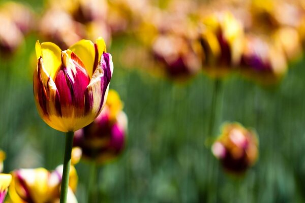 Tulpen sind der Beginn des Frühlings und der Hitze