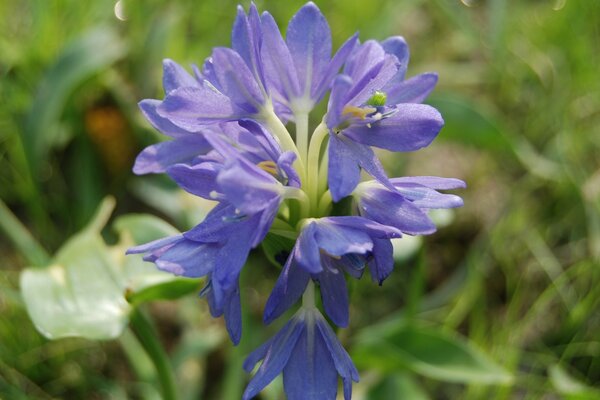 Die Natur. blumen auf verschwommenem Hintergrund