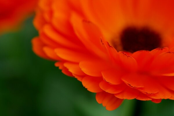 A red flower in the field