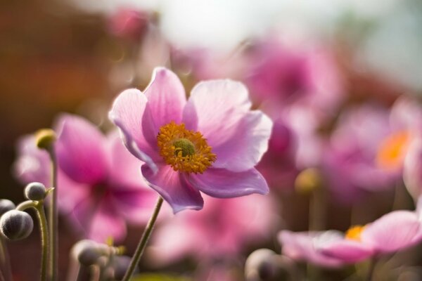 Die rosa Blume brach nach vorne