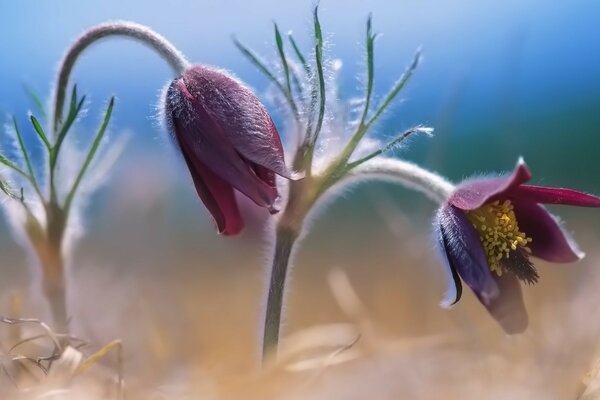 As flores crescem ao ar livre