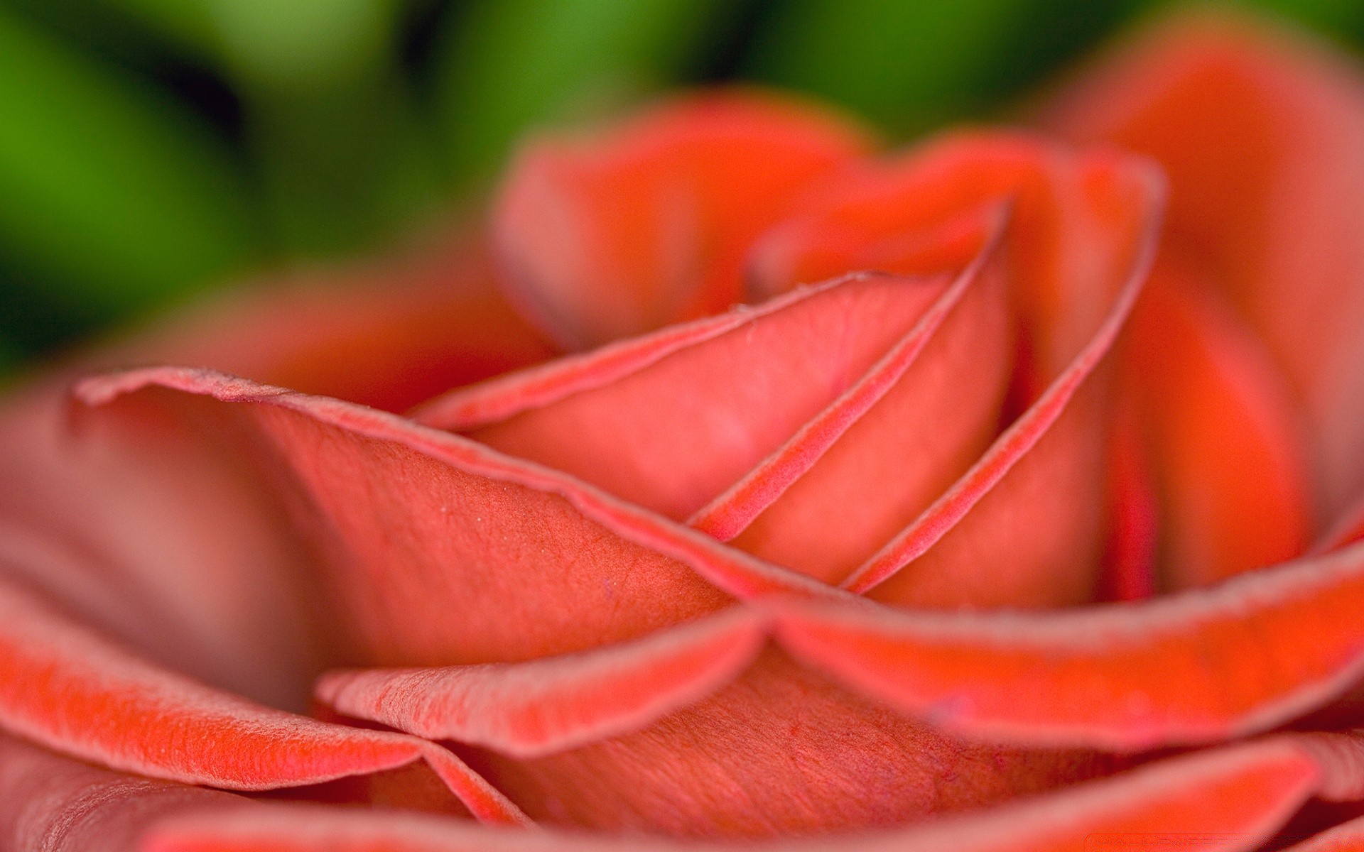 flores rosa flor romance amor delicado casamento romântico cor pétala